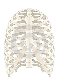 human Skelton bones