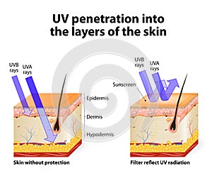 Human skin. Of absorbing and reflected uv rays