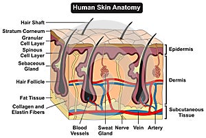 Human skin anatomy structure and parts infographic diagram