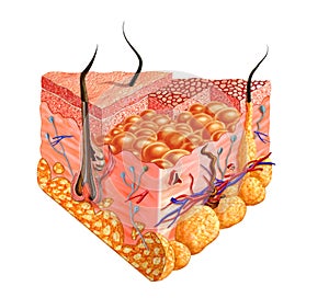 Human skin cutaway diagram, with several details.