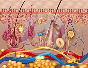 Human skin detailed diagram photo