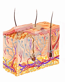 Human Skin Full Section Diagram. photo