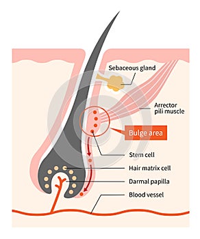 Human skin and hair anatomy illustration. hair bulge stem cells generate hair grow. Medical, beauty, and educational use