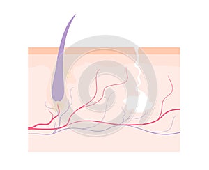 Human skin with hair follicle, sweat gland and capillaries