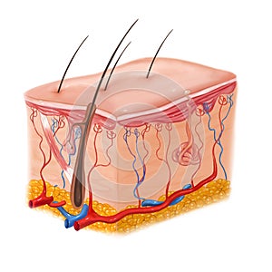 Human skin and hair structure