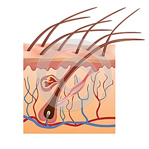 Human skin and hair structure. Vector illustration photo