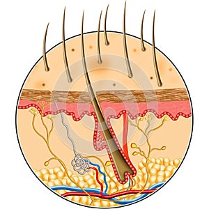 Človek kože vnútri štruktúra 