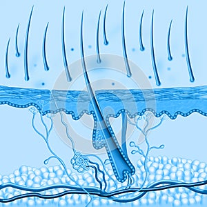 Human Skin inside structure