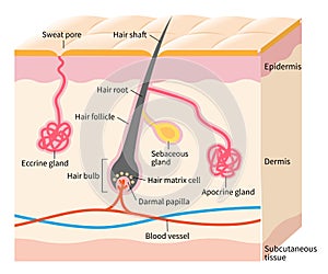 Human skin layer with hair follicle, sweat and sebaceous glands. Medical, beauty, and health care use