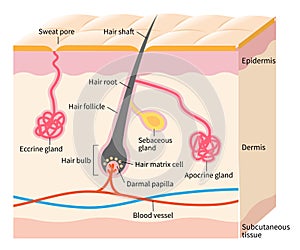 Human skin layer with hair follicle, sweat and sebaceous glands. Medical, beauty, and health care use photo
