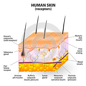 Human skin layer vector cross section photo