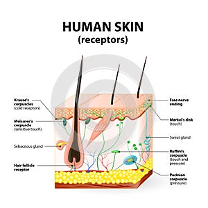 Human skin layer vector cross section