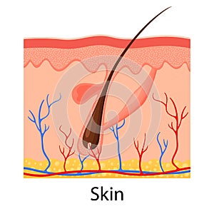 Human skin. Layered epidermis with hair follicle, sweat and sebaceous glands. Healthy skin anatomy medical vector illustration.