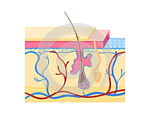 Human skin layers Vector illustration. Cross section of the Human skin with hair follicle, blood vessels and glands.