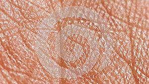 Human Skin Macro