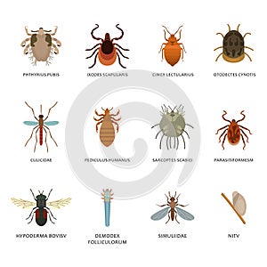 Human skin parasites and housing pests insects isolated disease bug macro animal bite vector illustration