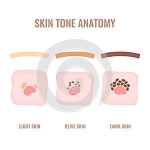 Human skin pigmentation and melanin distribution diagram photo