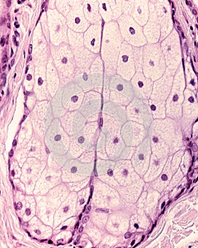 Human skin. Sebaceous gland