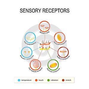 Human skin and sensory receptors. photo