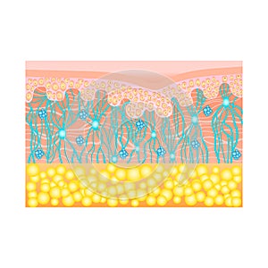Human skin structure with collagen and elastane fibers, hyaluronic acids, fibroblasts. Schematic illustration. Layers of photo