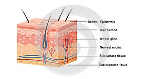 Human Skin Structure Diagram Showing Epidermis Dermis and Subcutaneous Layers photo
