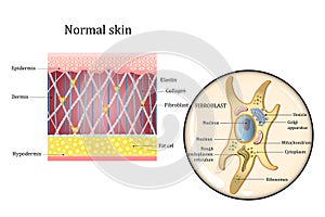 Human skin structure and fibroblast structure. Fat cell, Elastin, Collagen, Fibroblast. Detailed diagram. Vector photo