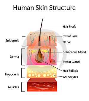 Human skin structure, vector illustration