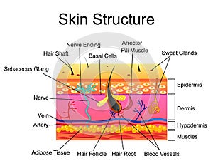 Human Skin structure, vector illustration isolated background