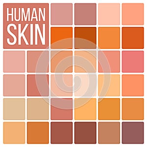 Human Skin Vector. Various Body Tones Chart. Realistic Texture Palette. Color. Cosmetic Graphic Element. Illustration