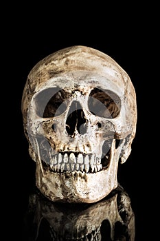 Human skull