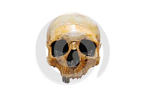 Human skull