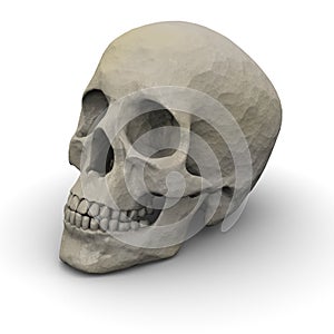 Human Skull