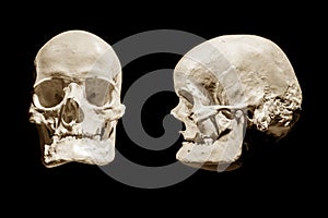 Human skull anatomical death abstract isloated Horror