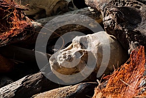 Human Skull Buried between Prostrated Logs