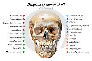 Human skull diagram