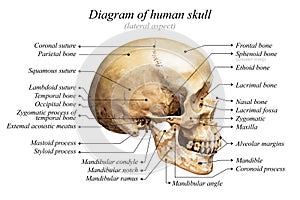 Human skull diagram