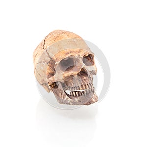 Human skull on isolated