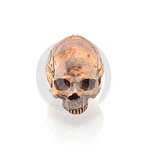 Human skull isolated