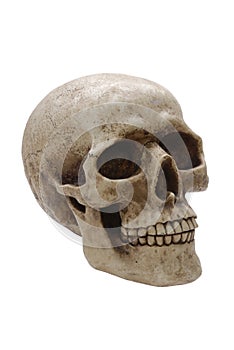 Human Skull Profile