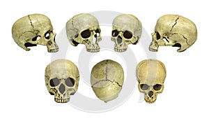 Human skull set