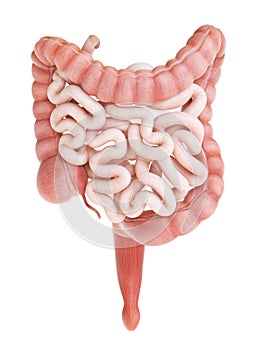 A human small and large intestine