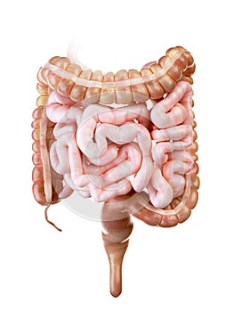 The human small and large intestine