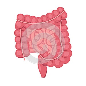 Human small and large intestine. Internal organ, digestive tract