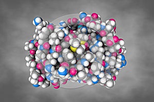 Human sonic hedgehog in complex with zinc and magnesium. Space-filling molecular model. 3d illustration