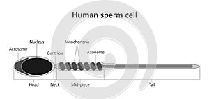 Human sperm cell (spermatozoon)