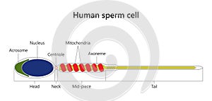 Human sperm cell (spermatozoon).