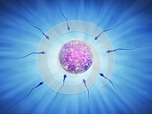 Human sperm cells during fertilization