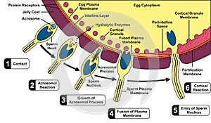 Human Sperm and Egg Fusion Diagram