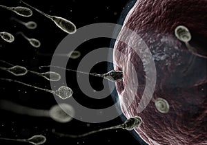 Human sperm fertilizing an egg