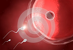Human sperm with ovum